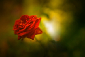 Beautiful Rose 4K8741912306 300x200 - Beautiful Rose 4K - Xperia, Rose, Beautiful